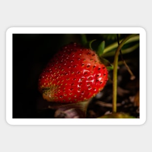 Strawberry 3 Sticker